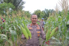 Polres Bangka Tengah perkuat ketahanan pangan desa