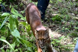 Kemenhut lepasliarkan Kucing Emas di Leuser mendukung perkembangan alami