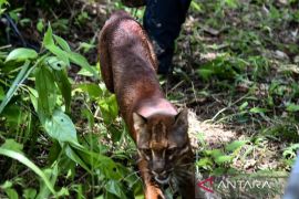 Kemenhut lepasliarkan Kucing Emas di Taman Nasional Gunung Leuser