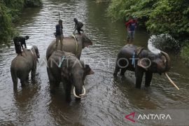 Kopi Leuser galang donasi lewat penjualan kopi guna mitigasi konflik gajah di Aceh