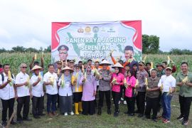 Polres Kampar panen raya jagung di areal lahan seluas dua hektar