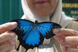 Pemusnahan kupu-kupu ilegal