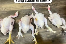 Kriminal kemarin, mayat dicor di Jaktim hingga ayam gelonggongan
