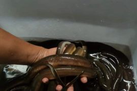 Ambon bantu pakan peternak lele  sistem bioflok