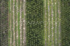 WALHI: Perusahaan sawit di Aceh belum cerminkan prinsip keadilan lingkungan