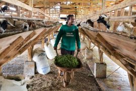 Baznas ubah 59 mustahik jadi muzaki lewat Balai Ternak awal 2025