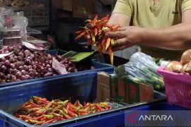 Pemkot Denpasar majukan demplot genjot produksi cabai