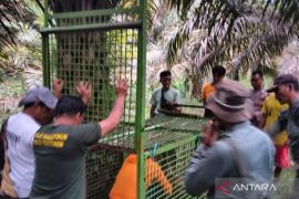 BKSDA segera nonaktifkan perangkap harimau di Mukomuko