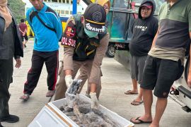 Karantina Gorontalo sita daging tikus hingga musang tanpa dokumen