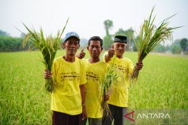 Pupuk Kaltim : Mengurai benang kusut ketahanan pangan lebih dari sekadar pupuk