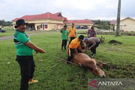 Sambut Ramadhan,  Polres Palas sembelih dua ekor sapi