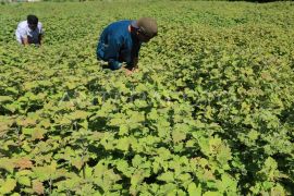 Minyak nilam petani Aceh dibeli seharga Rp1,1 juta perKg