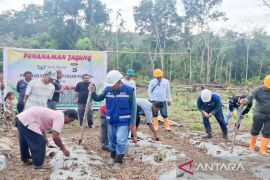 Dukung Asta Cita Presiden PT SMGP - Polres Madina tanam jagung seluas dua hektar