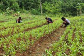 Prajurit Satgas TMMD ajari warga Kbusdori kelola lahan tidur dukung ketahanan pangan