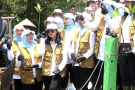 Bersama SERUNI, Selvi Ananda aksi bersih Mangrove di Muara Gembong