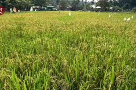 Dukung swasembada pangan, Tarakan sepakati program cetak sawah 150 Ha