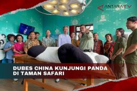 Dubes China tinjau panda di Taman Safari