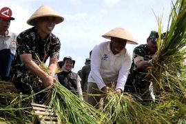 Potensi panen padi di Temanggung 15 ribu hektare