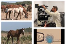 Argentina lahirkan kuda polo modifikasi genetik berkecepatan eksplosif