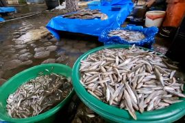 Menteri Trenggono pastikan ketersediaan ikan mencukupi hingga lebaran