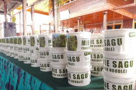 FAO UN: Pengolahan sagu meningkatkan taraf hidup masyarakat adat