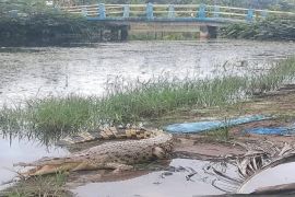 BKSDA Jambi ingatkan warga ada dugaan habitat buaya dekat  permukiman