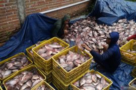 Harga ikan gurami awal Ramadhan