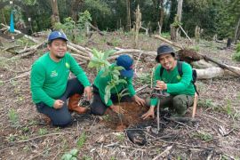 Pengelola Hutan Lindung Bukit Daun Kepahiang Bengkulu tanam 4.000 pohon di lahan kritis