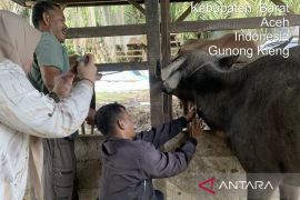 Pemkab Aceh Barat pastikan 11 ternak terjangkit PMK sudah sembuh