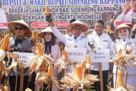 Bupati Sidrap langsung panen raya jagung perdana di Mattirotasi