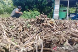 Warga Butur ramai-ramai tanam nilam, Kadis Pertanian minta diselipkan jagung