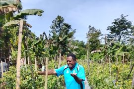 SMKN 1 Yembun Tambrauw kembangkan komoditas cabai dan tomat