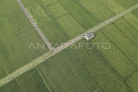 OJK: Pertanian sektor tertinggi kredit di Kalteng