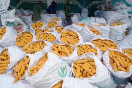 Harga jagung pipil basah di tingkat petani turun