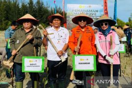 PLN Babel tanam mangrove perkuat ekosistem pesisir