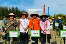 PLN Babel, Basarnas dan Pemkab Bangka perkuat ekosistem pesisir dengan tanam mangrove