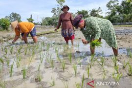 Produksi padi di Papua Barat capai 20,73 ribu ton gabah kering