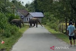BPBD Aceh Barat kerahkan personel WRU atasi gangguan dua gajah jantan
