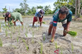 BPS Papua Barat prediksi produksi beras Januari-April capai 2,21 ribu ton