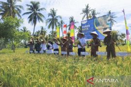 Produksi padi Kalbar 2024 naik 9,21 persen