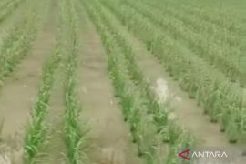 Mayoritas petani Mukomuko selesai tanam padi sebelum Ramadhan
