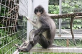 Pertamina EP Tambun Field menjajaki konservasi surili di TNGGP