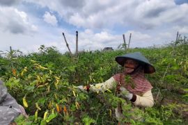 Dampak cuaca, harga cabai rawit di tingkat petani Tulungagung naik