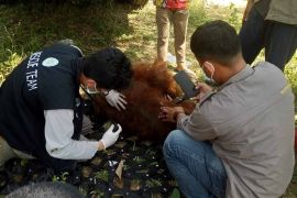 BKSDA evakuasi orang utan dari perkebunan warga Aceh Tamiang