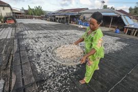 Tangkapan udang rebon nelayan anjlok
