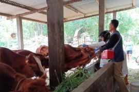 Pemkot Kediri catat perkembangan PMK ternak landai imbas vaksinasi