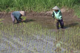 Nilai Tukar Petani nasional Februari 2025 turun