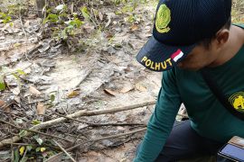 Harimau sumatera masuk perkebunan warga Desa Muara Jaya Lampung Timur