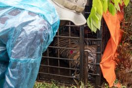 BKSDA Sumbar tekankan peran penting harimau jaga keseimbangan alam