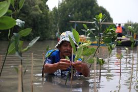 MedcoEnergi tanam mangrove rehabilitasi Pantai Sederhana dari abrasi